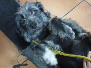 Cachorro raça SRD idade 3 anos nome Jaqueline