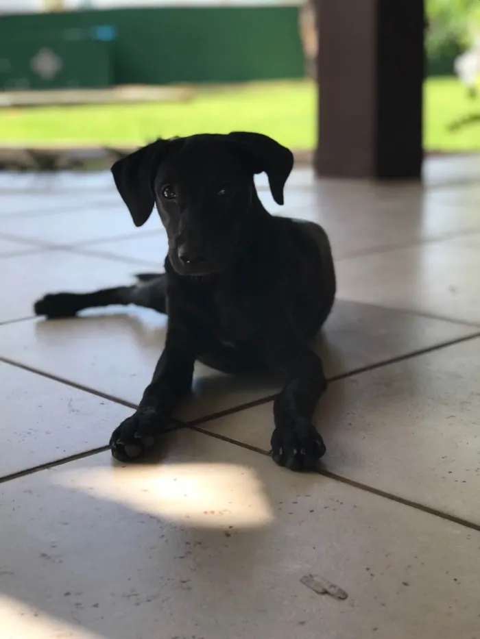 Cachorro ra a SRD idade 2 a 6 meses nome Rainha
