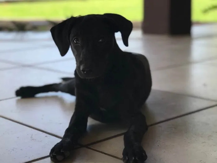 Cachorro ra a SRD idade 2 a 6 meses nome Rainha