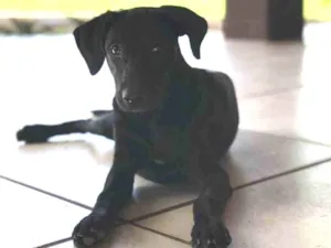 Cachorro raça SRD idade 2 a 6 meses nome Rainha
