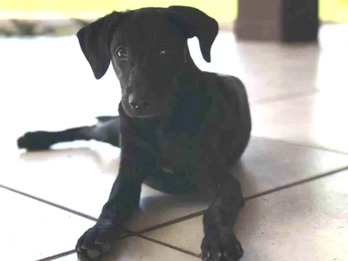 Cachorro ra a SRD idade 2 a 6 meses nome Rainha