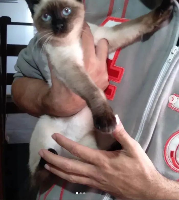 Gato ra a siames idade 2 a 6 meses nome José