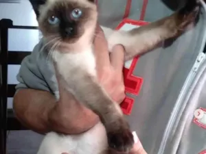 Gato raça siames idade 2 a 6 meses nome José