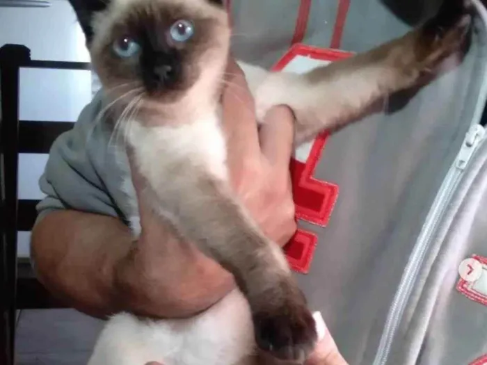 Gato ra a siames idade 2 a 6 meses nome José