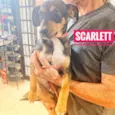 Scarlet