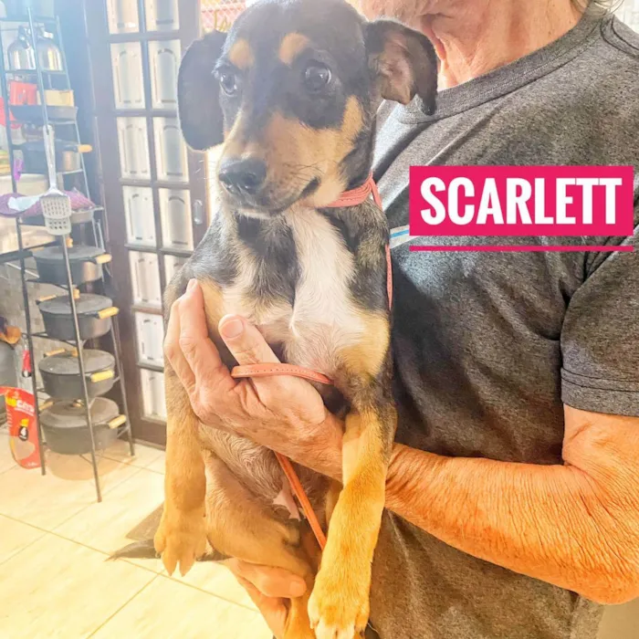 Cachorro ra a SRD idade 2 a 6 meses nome Scarlet