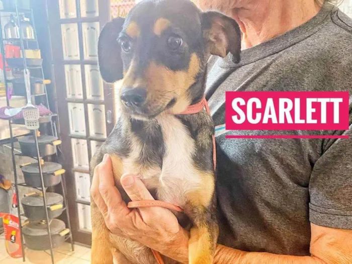 Cachorro ra a SRD idade 2 a 6 meses nome Scarlet