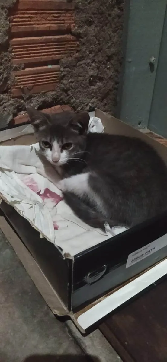 Gato ra a SRD idade 2 a 6 meses nome Camila