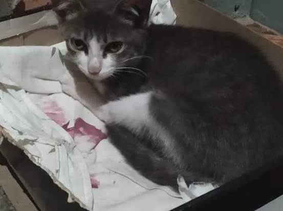 Gato ra a SRD idade 2 a 6 meses nome Camila