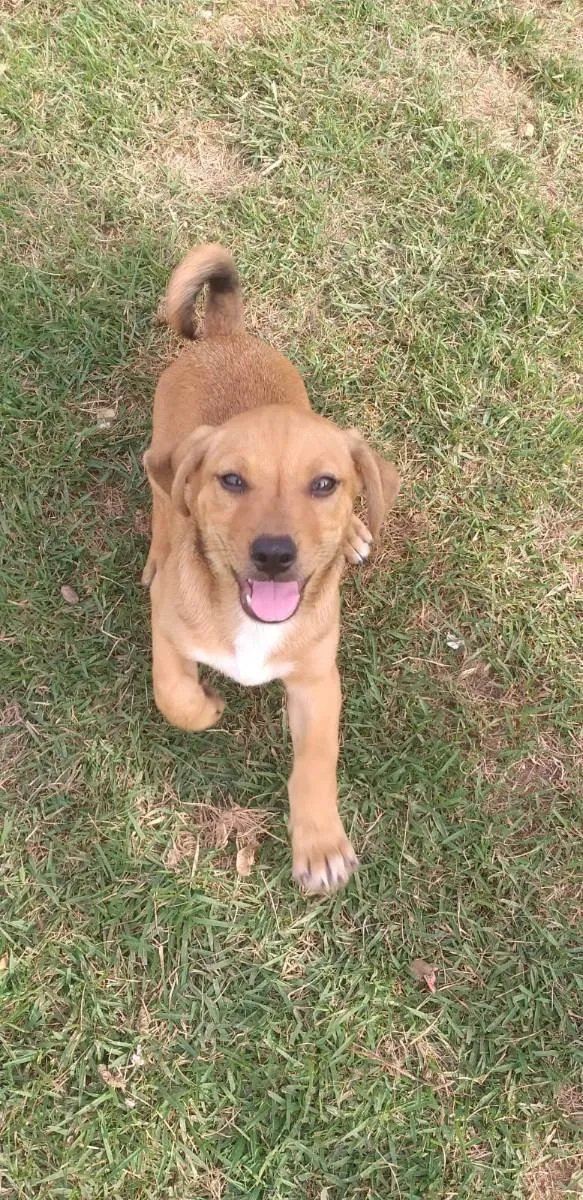Cachorro ra a Mix com Salsichinha Dachshund idade 2 a 6 meses nome Júnior