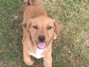 Cachorro raça Mix com Salsichinha Dachshund idade 2 a 6 meses nome Júnior