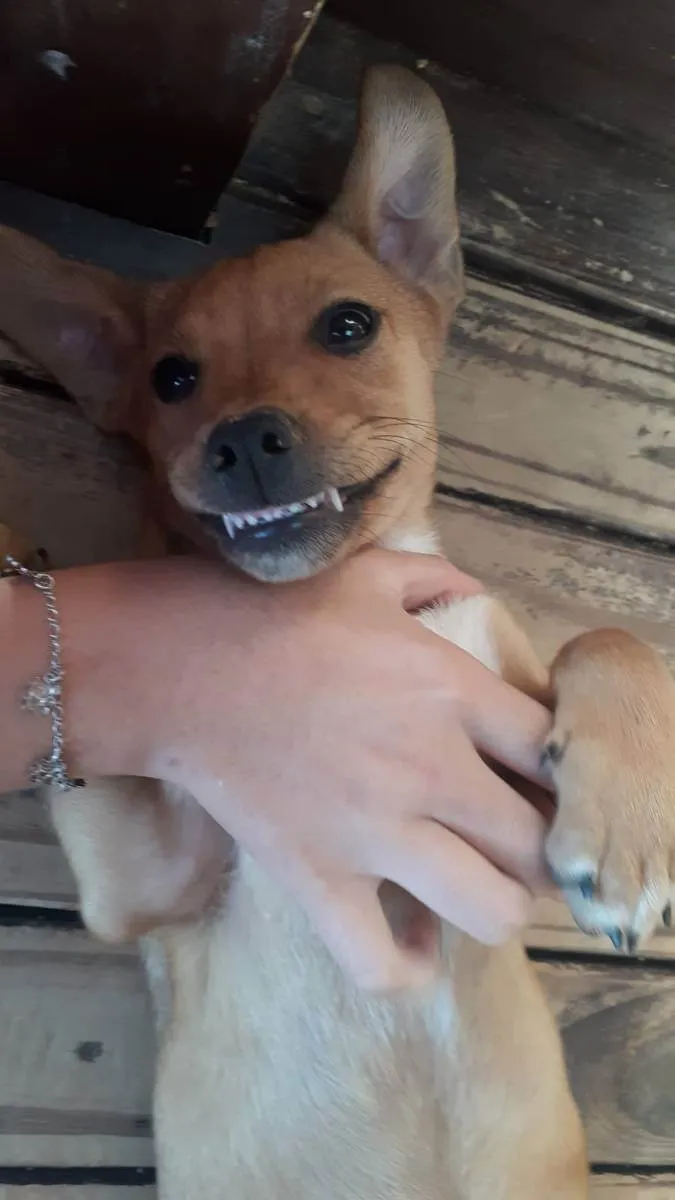 Cachorro ra a Mix com Salsichinha Dachshund idade 2 a 6 meses nome Júnior