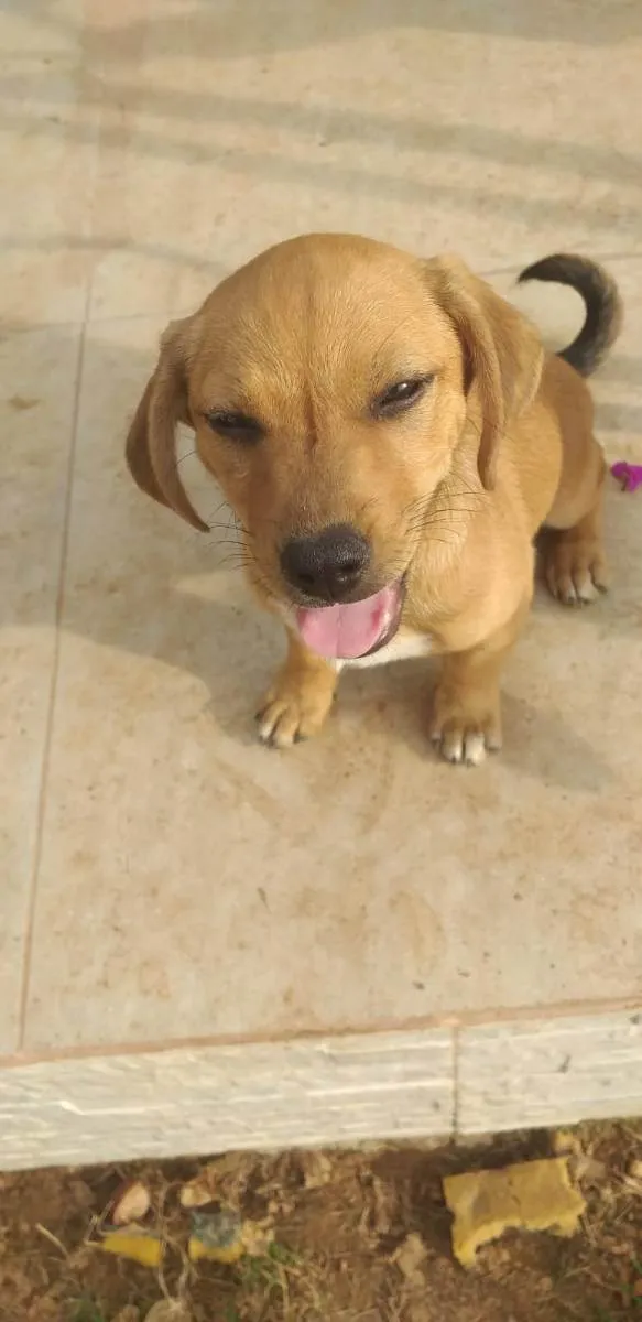 Cachorro ra a Mix com Salsichinha Dachshund idade 2 a 6 meses nome Júnior