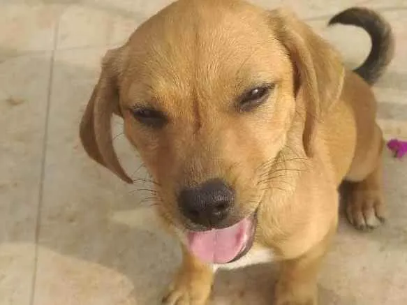 Cachorro ra a Mix com Salsichinha Dachshund idade 2 a 6 meses nome Júnior