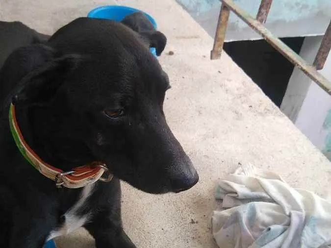 Cachorro raça Vira lata idade 2 anos nome Maradona