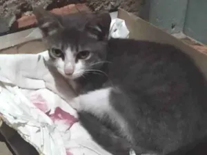 Gato raça SRD idade 2 a 6 meses nome Camila