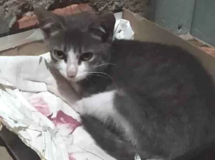 Gato ra a SRD idade 2 a 6 meses nome Camila