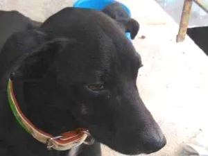Cachorro raça Vira lata idade 2 anos nome Maradona