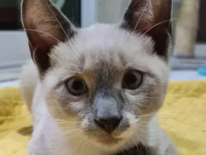 Gato raça SRD idade 2 a 6 meses nome Alex
