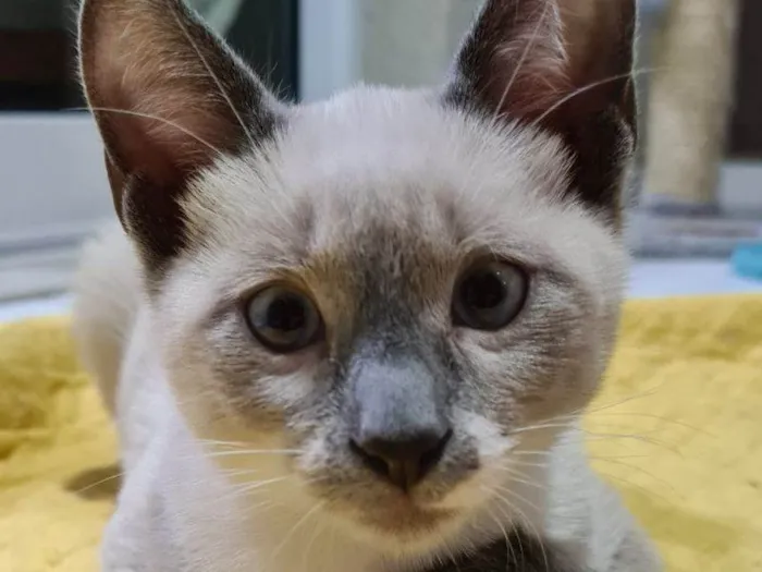 Gato raça SRD idade 2 a 6 meses nome Alex