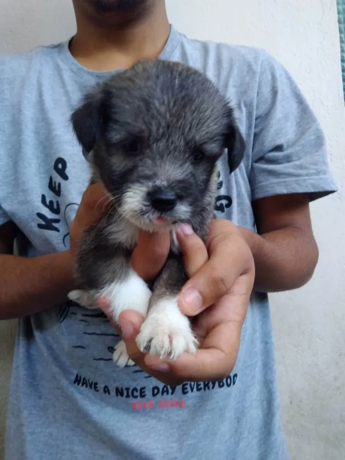 Cachorro ra a  idade 2 a 6 meses nome 4 fêmeas e 1 macho 