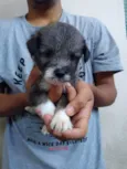 4 fêmeas e 1 macho