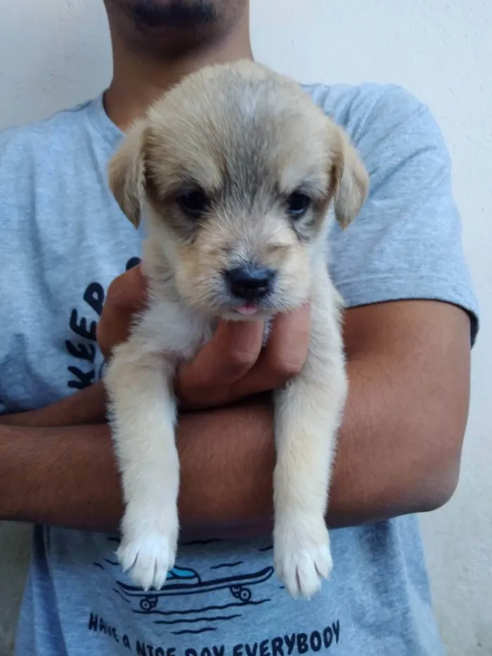 Cachorro ra a  idade 2 a 6 meses nome 4 fêmeas e 1 macho 