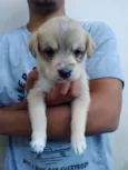 4 fêmeas e 1 macho