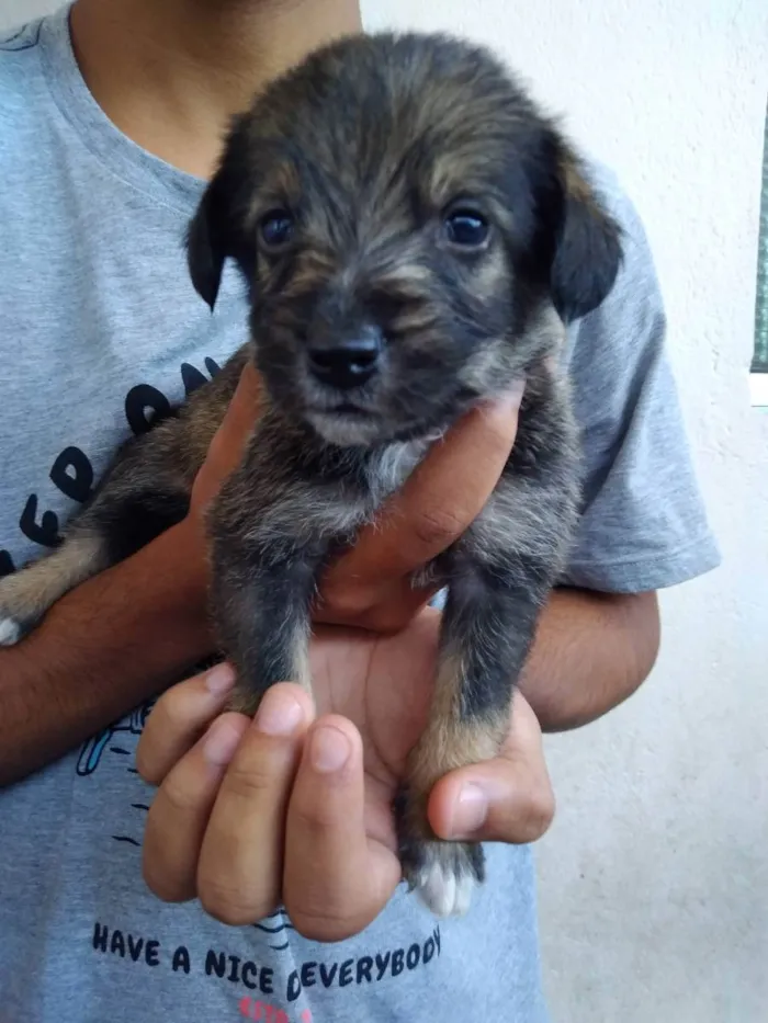 Cachorro ra a  idade 2 a 6 meses nome 4 fêmeas e 1 macho 