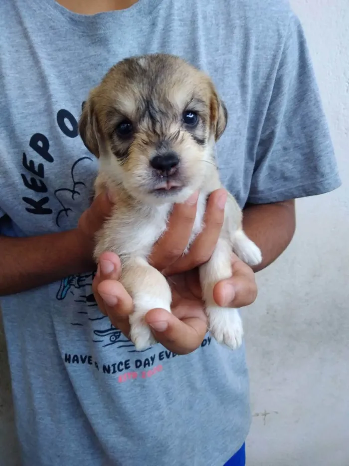 Cachorro ra a  idade 2 a 6 meses nome 4 fêmeas e 1 macho 