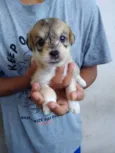 4 fêmeas e 1 macho