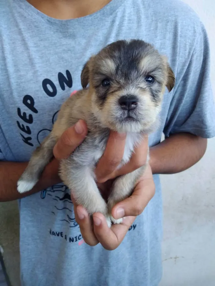 Cachorro ra a  idade 2 a 6 meses nome 4 fêmeas e 1 macho 