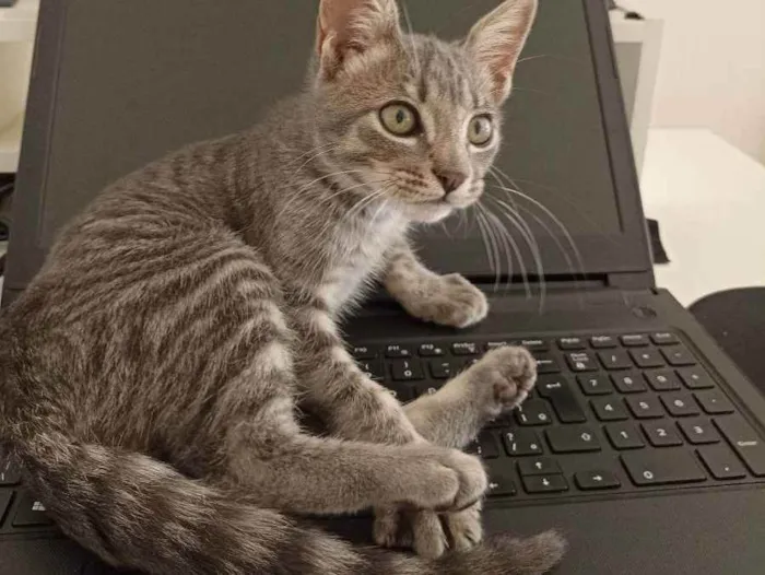 Gato raça SRD idade 2 a 6 meses nome Não tem