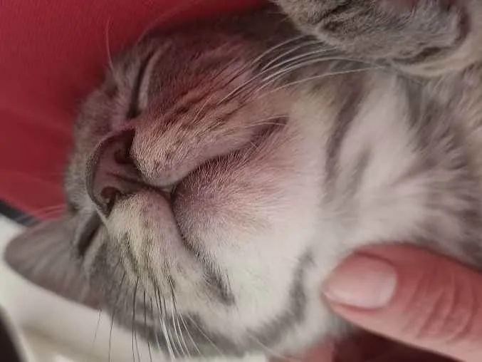 Gato raça SRD idade 2 a 6 meses nome Não tem