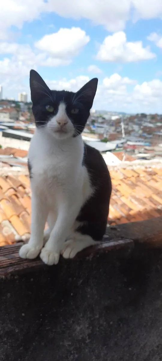 Gato ra a SRD idade 2 a 6 meses nome Frívola, tigresa e c