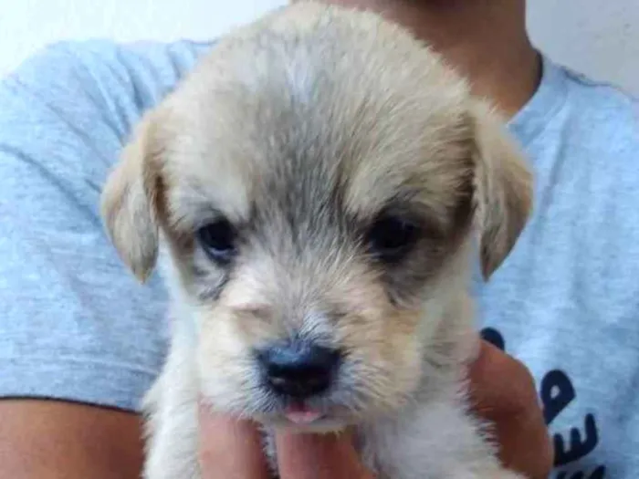 Cachorro ra a  idade 2 a 6 meses nome 4 fêmeas e 1 macho 