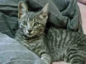 Gato raça SRD idade 2 a 6 meses nome Não tem