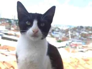 Gato raça SRD idade 2 a 6 meses nome Frívola, tigresa e c