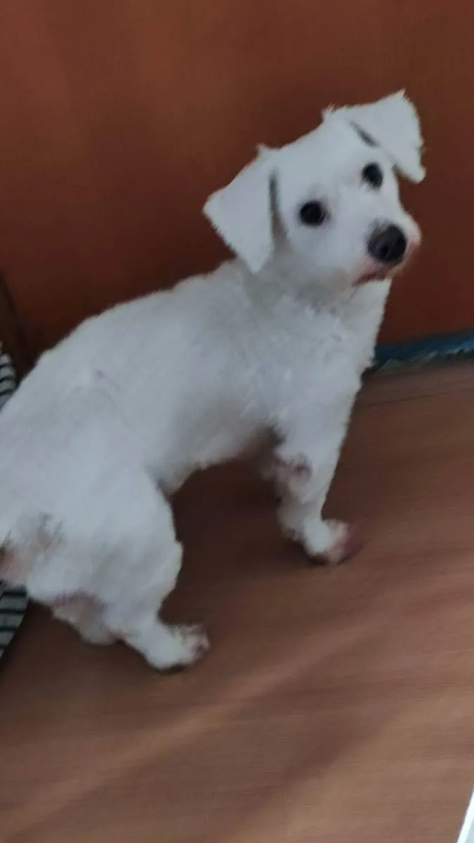 Cachorro ra a Maltês idade 2 anos nome Polar