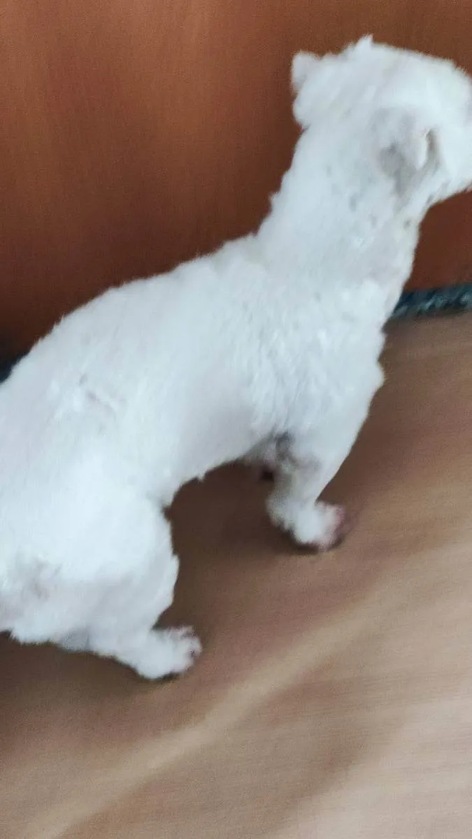 Cachorro ra a Maltês idade 2 anos nome Polar