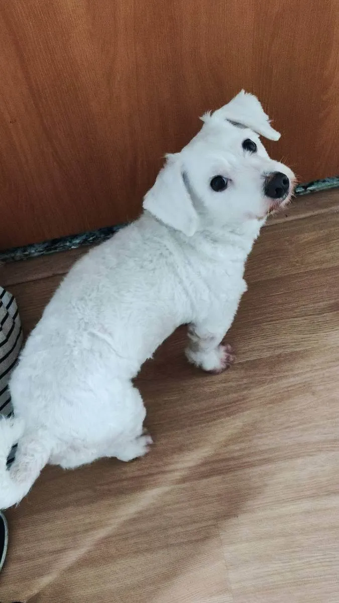 Cachorro ra a Maltês idade 2 anos nome Polar