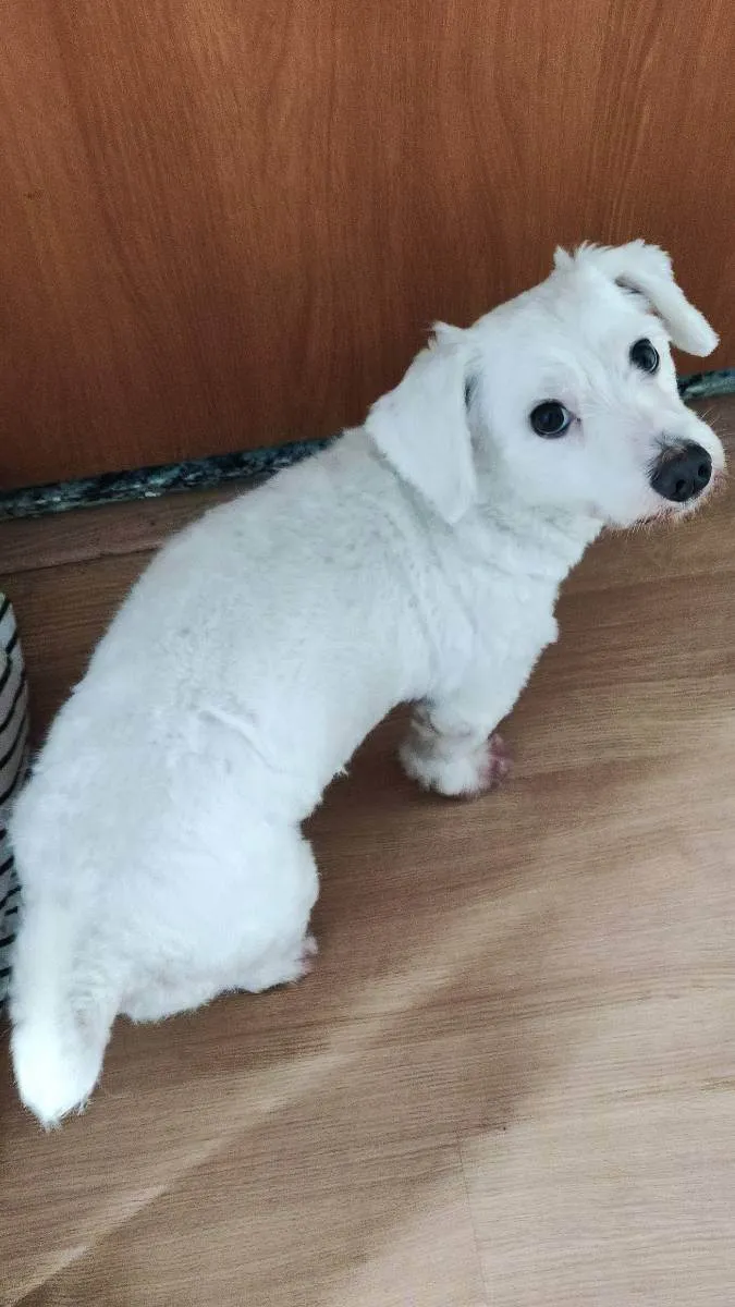 Cachorro ra a Maltês idade 2 anos nome Polar