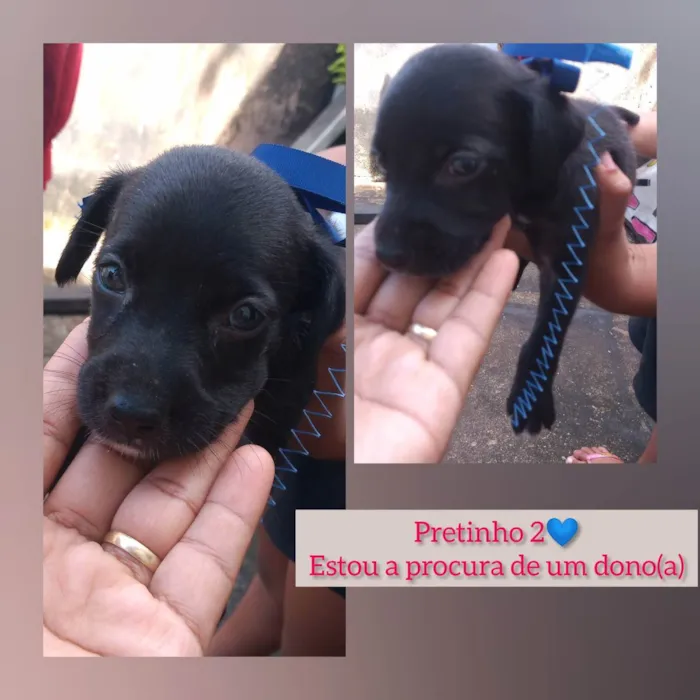 Cachorro raça Vira-lata idade Abaixo de 2 meses nome Chocolate