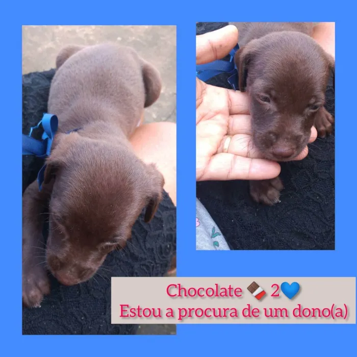 Cachorro raça Vira-lata idade Abaixo de 2 meses nome Chocolate