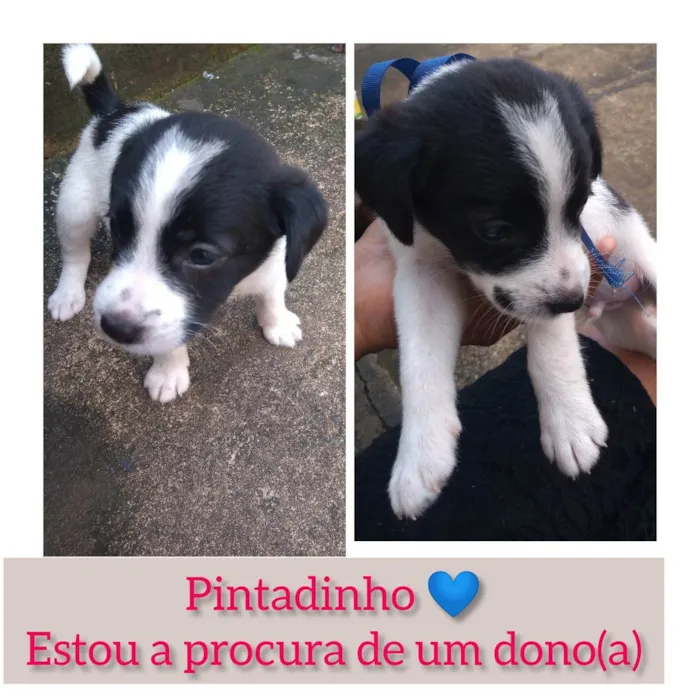 Cachorro raça Vira-lata idade Abaixo de 2 meses nome Chocolate