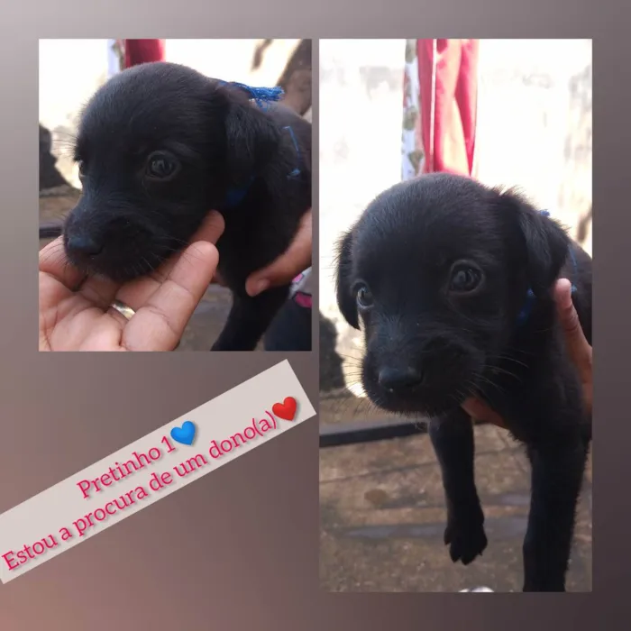 Cachorro raça Vira-lata idade Abaixo de 2 meses nome Chocolate