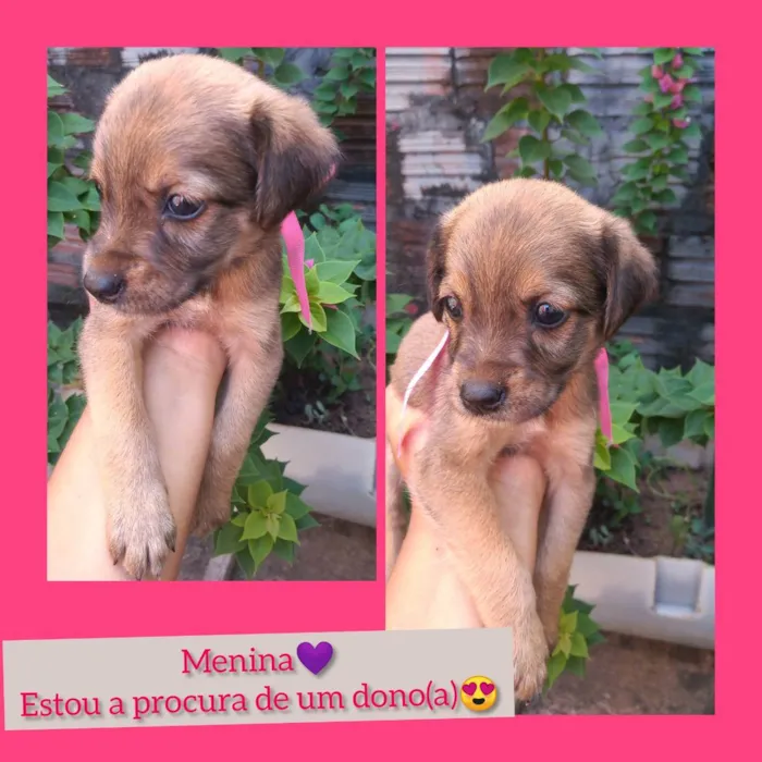 Cachorro raça Vira-lata idade Abaixo de 2 meses nome Chocolate