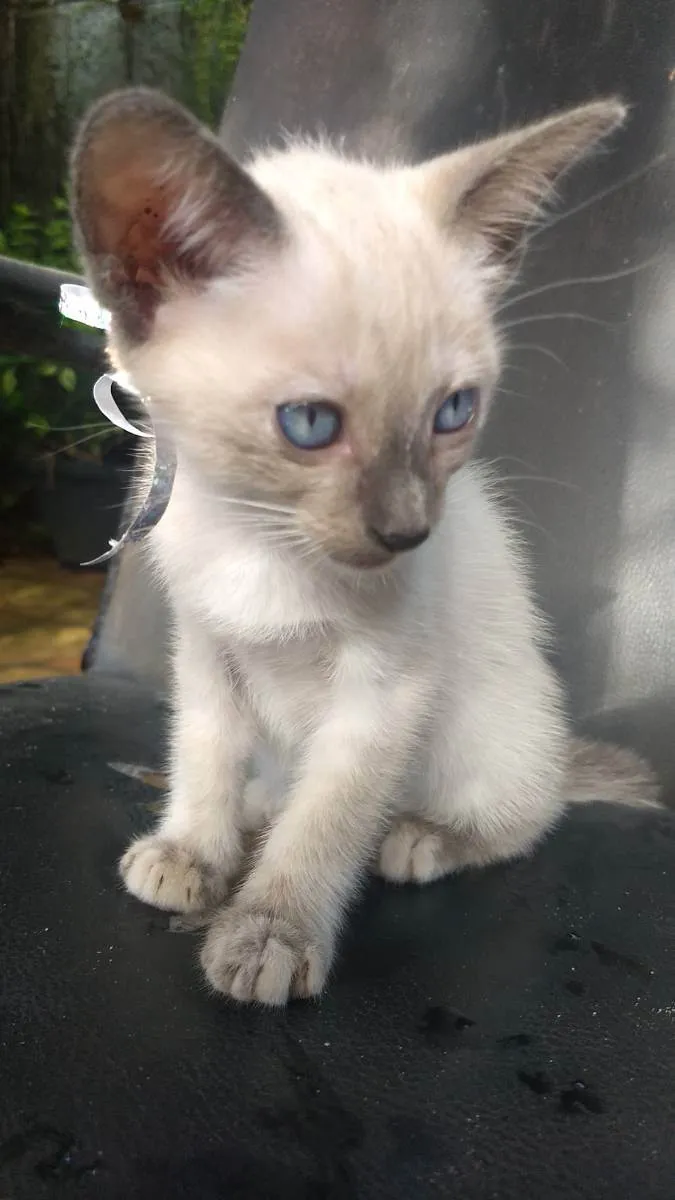 Gato ra a Desconhecido idade Abaixo de 2 meses nome Sem nome