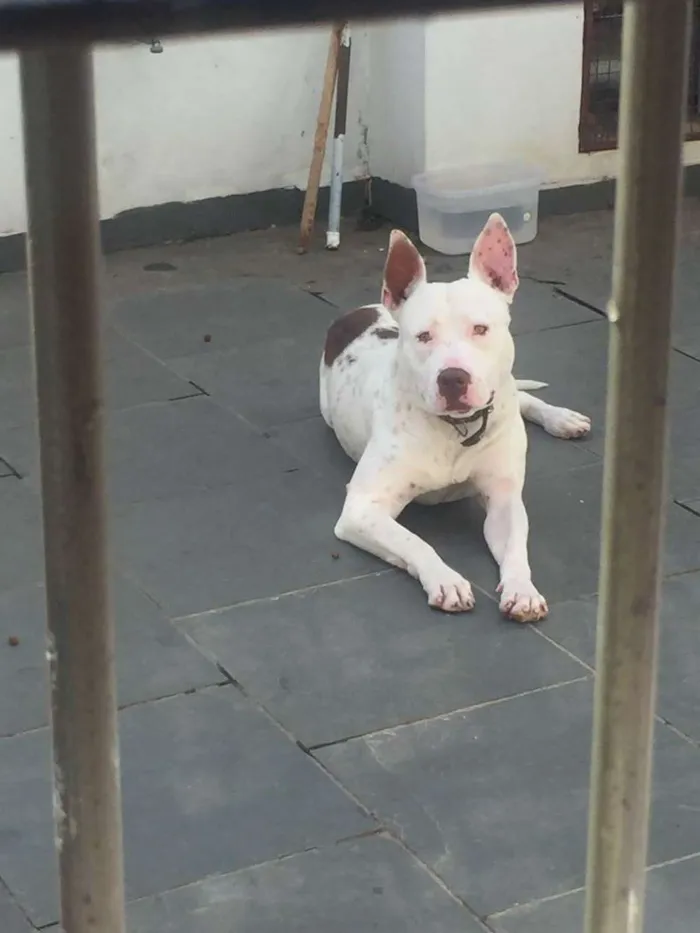 Cachorro raça pitbull albino idade 7 a 11 meses nome ruck