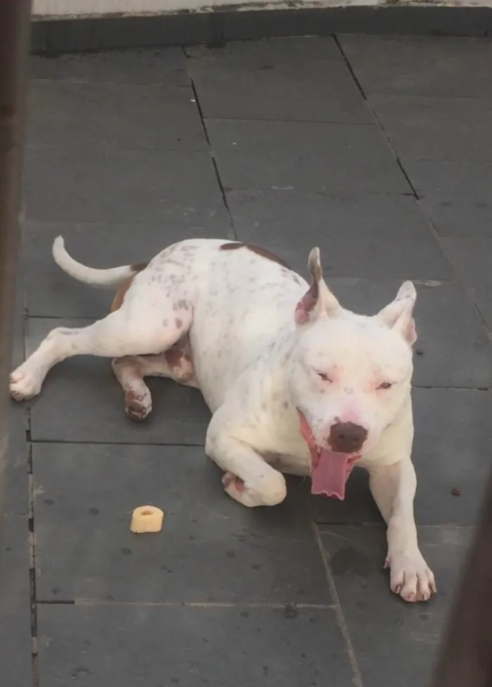 Cachorro ra a pitbull albino idade 7 a 11 meses nome ruck